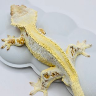 릴리화이트 트라이 솔리드백