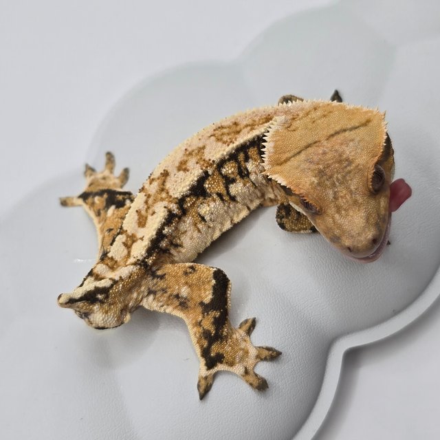 노멀 트라이 화이트스팟 텐저린