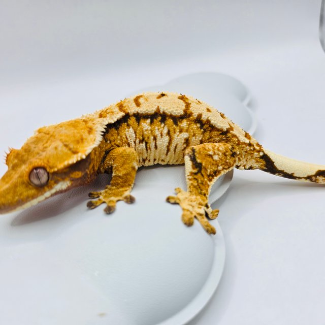 슈퍼하이포 노멀 트라이 텐저린