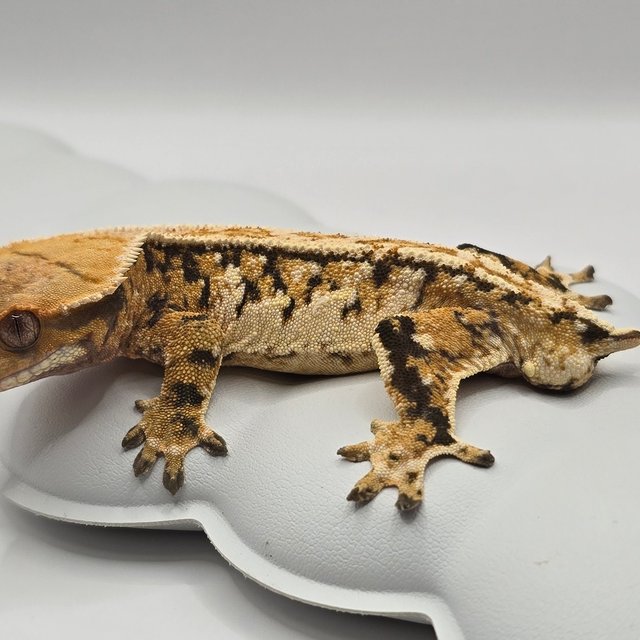 노멀 트라이 화이트스팟 텐저린