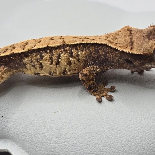 노멀 트라이 화이트스팟