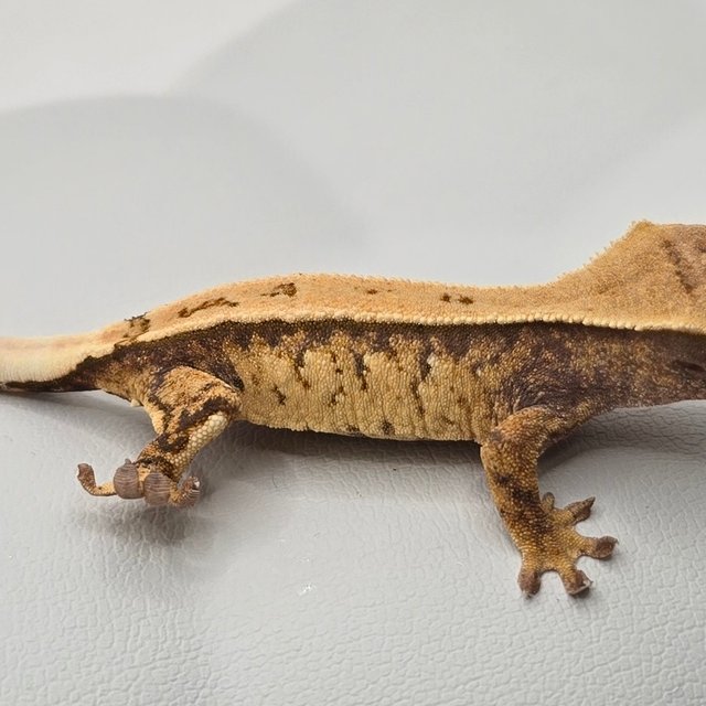 노멀 트라이 화이트스팟 쿼드