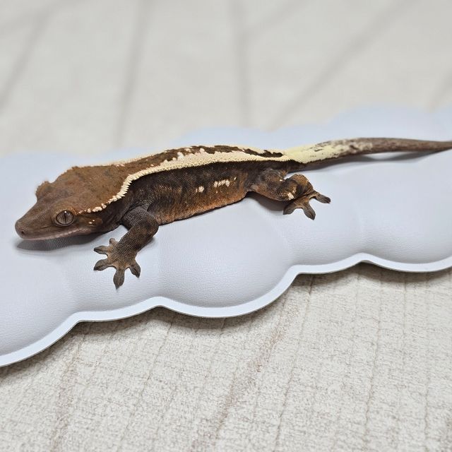 세이블