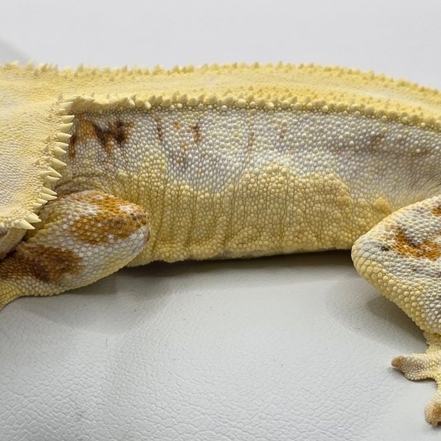 릴리화이트 트라이 솔리드백