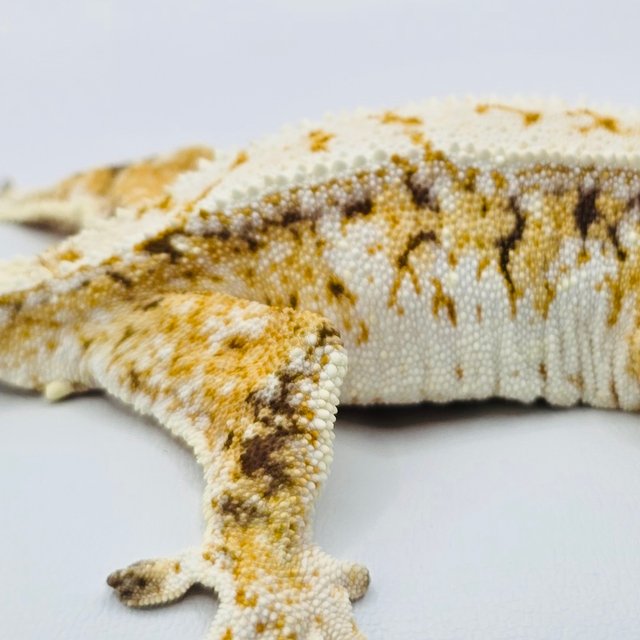 노멀 트라이 화이트스팟 드리피