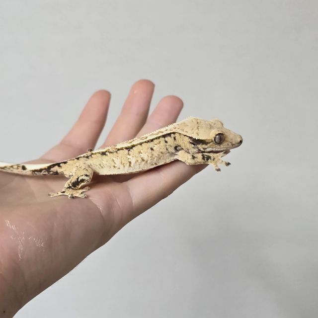 트라이