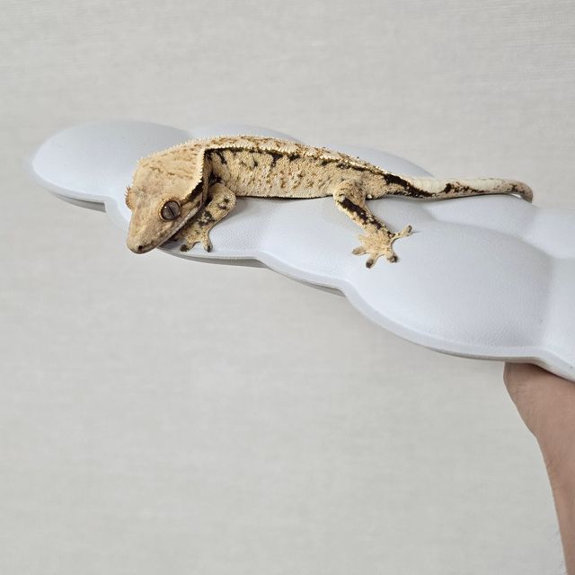 트라이