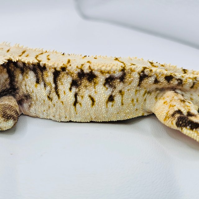 노멀 화이트스팟 트라이