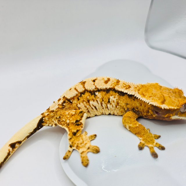 슈퍼하이포 노멀 트라이 텐저린