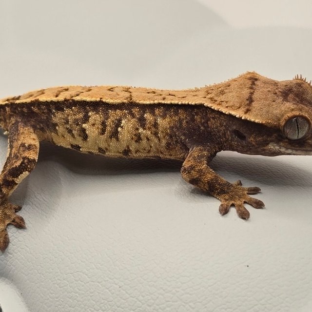 노멀 트라이 화이트스팟