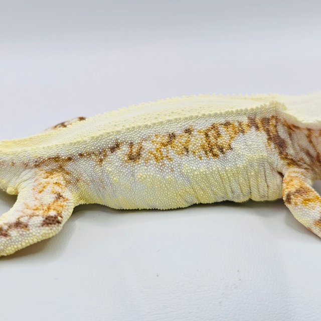 릴리화이트 트라이 솔리드백