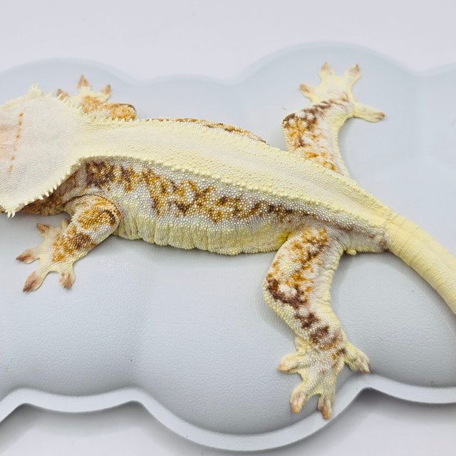 릴리화이트 트라이 솔리드백