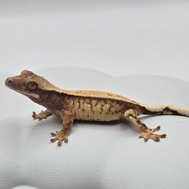 노멀 트라이 화이트스팟 쿼드