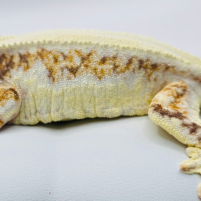 릴리화이트 트라이 솔리드백