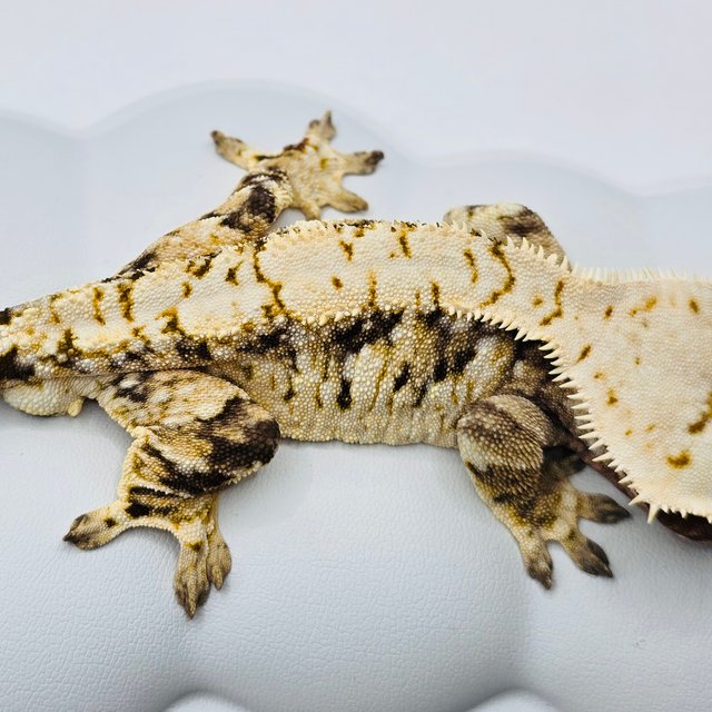 노멀 화이트스팟 트라이