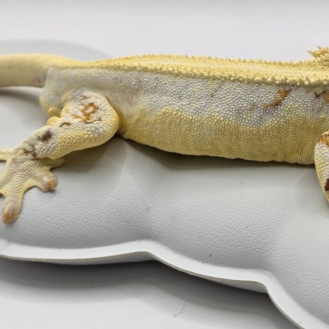 릴리화이트 트라이 솔리드백