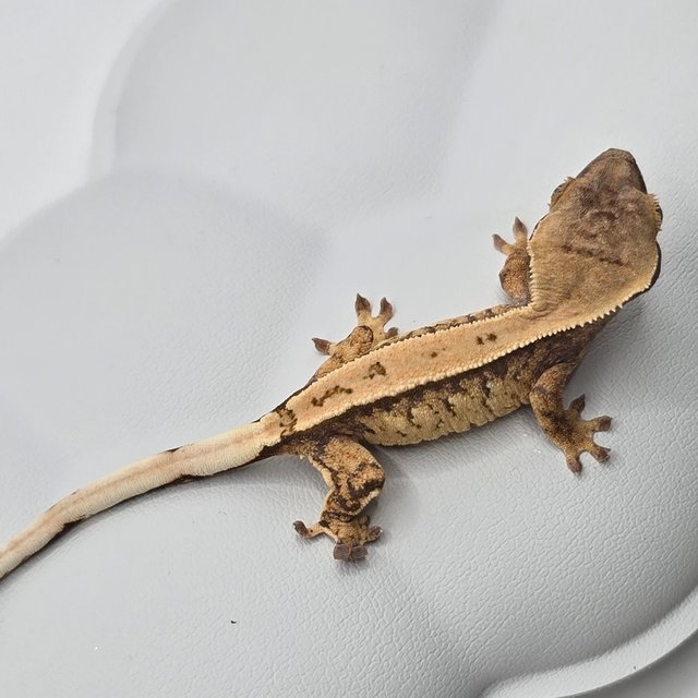 노멀 트라이 화이트스팟 쿼드