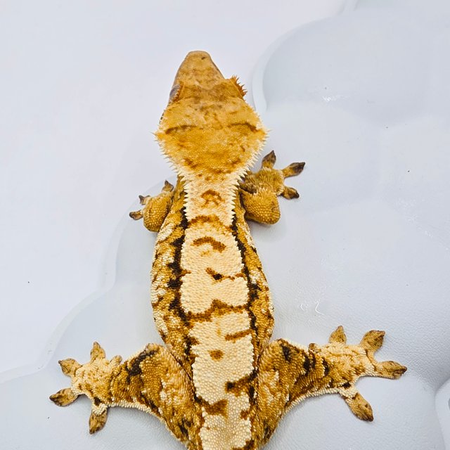 슈퍼하이포 노멀 트라이 텐저린