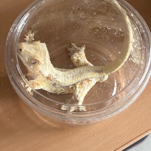 릴리화이트 풀핀 화이트포트홀