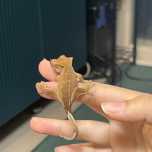 바이 레드