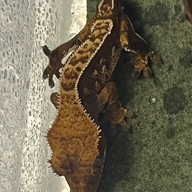 할리퀸 바이 레드