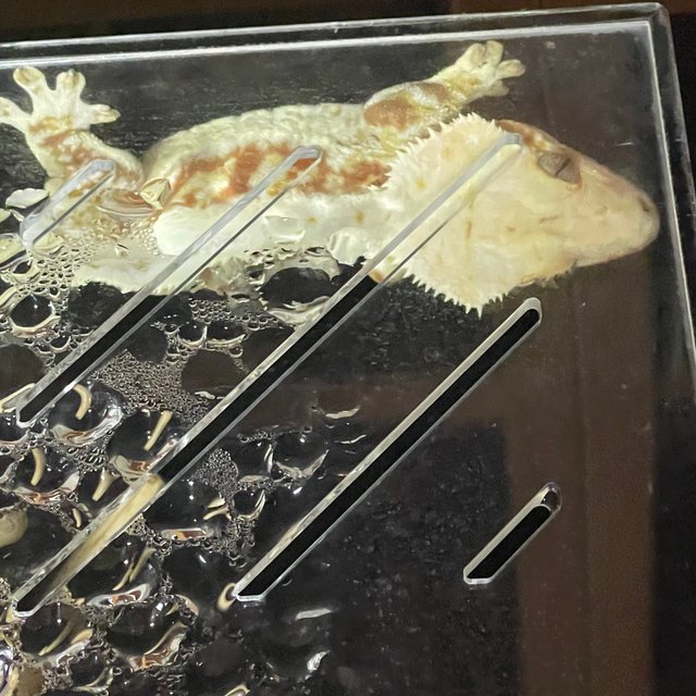 릴리화이트 레드