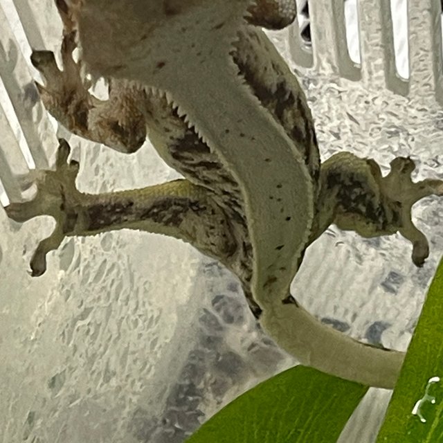 릴리화이트 풀핀