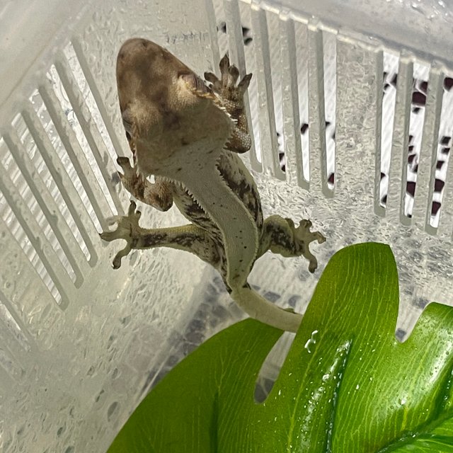 릴리화이트 풀핀