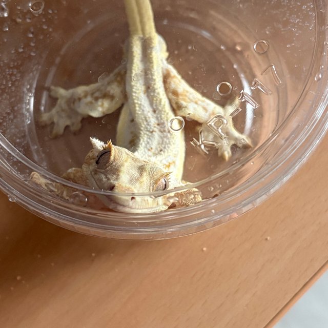 릴리화이트 풀핀 화이트포트홀