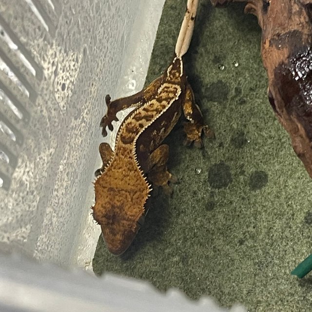 할리퀸 바이 레드