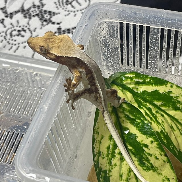 릴리화이트 레드 풀핀