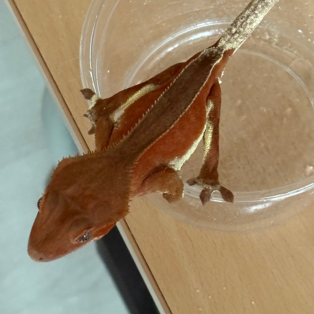 바이 풀핀 레드