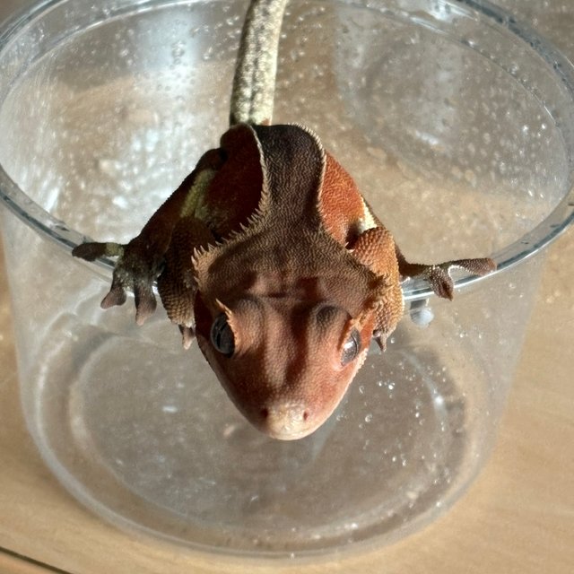 바이 풀핀 레드