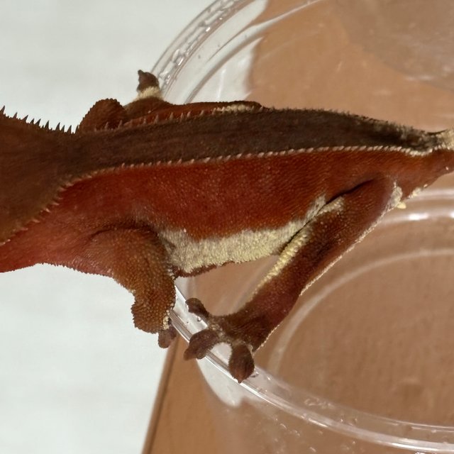 바이 풀핀 레드