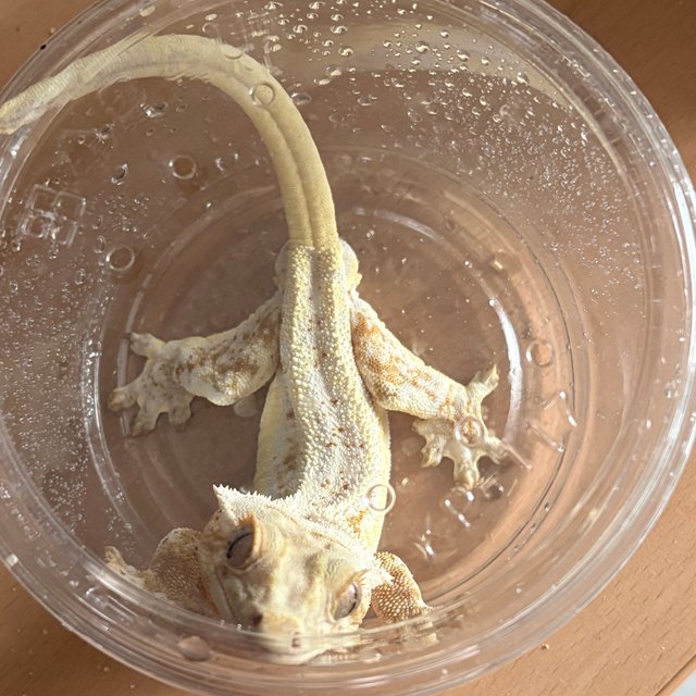 릴리화이트 풀핀 화이트포트홀