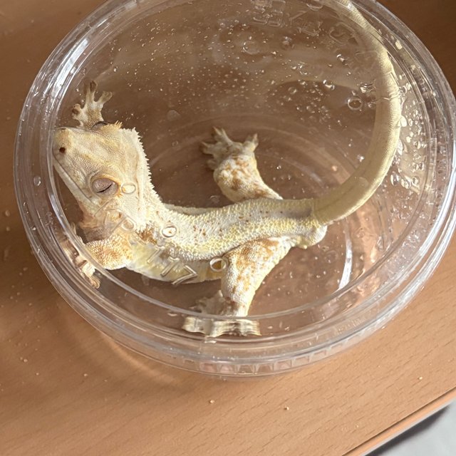 릴리화이트 풀핀 화이트포트홀