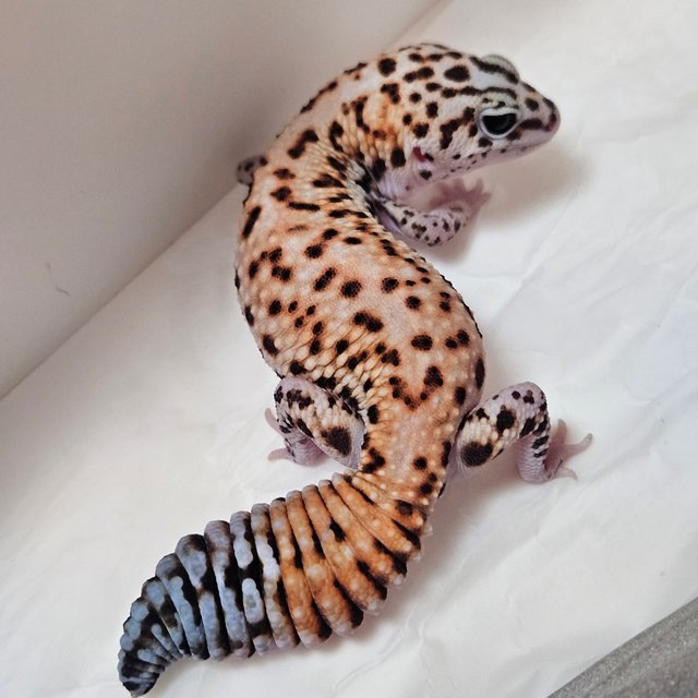 화이트아웃 패턴리스 헷 오레오