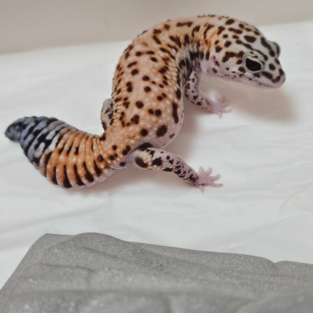 화이트아웃 패턴리스 헷 오레오