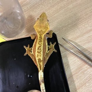 쿼드 레드