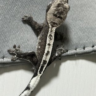 아잔틱 풀핀