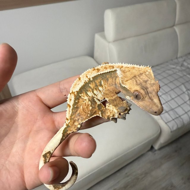 트라이 익스트림할리퀸 노멀