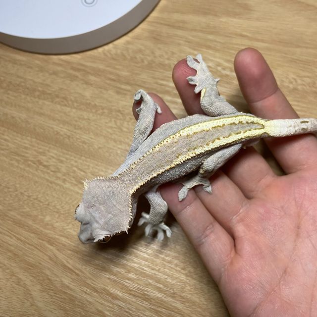 카푸치노