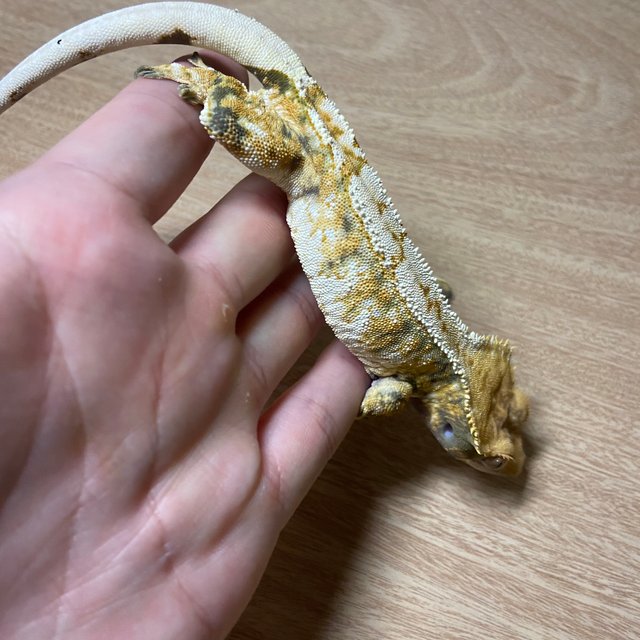 트라이 익스트림할리퀸
