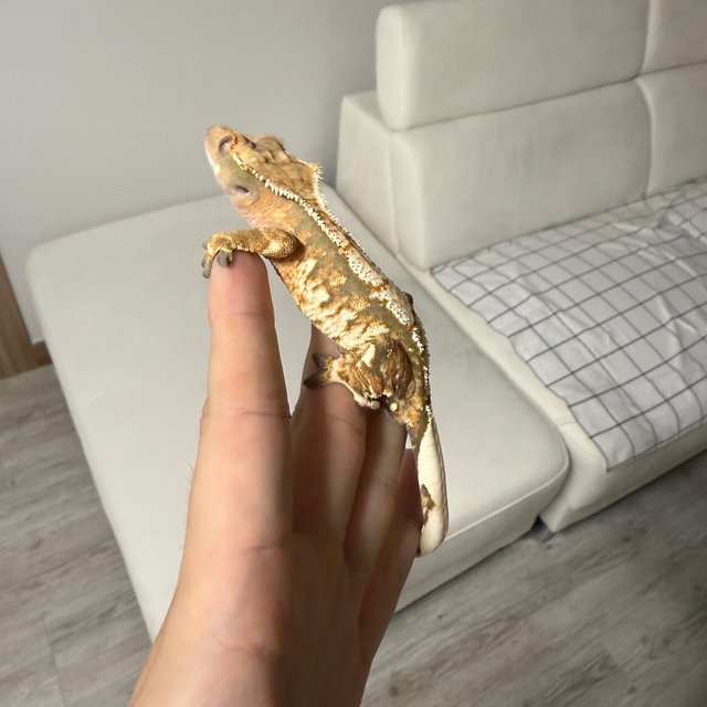 트라이 익스트림할리퀸 노멀