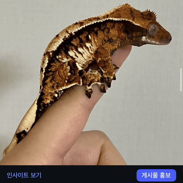 트라이 익스트림할리퀸 노멀