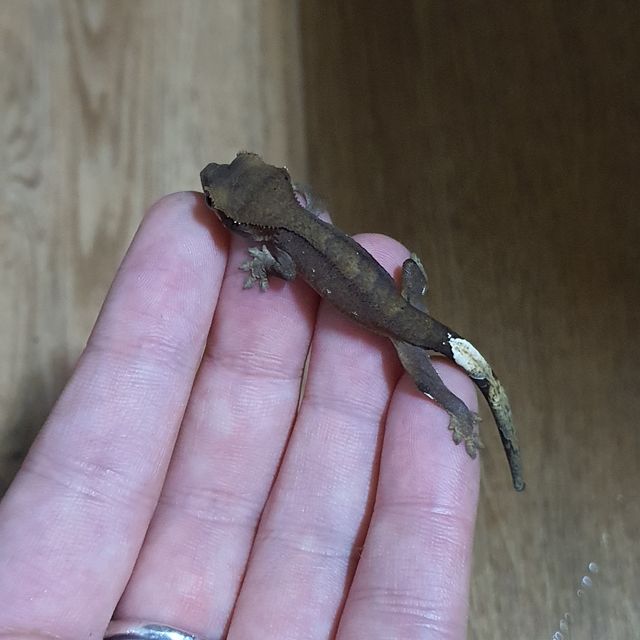 챠콜 알티