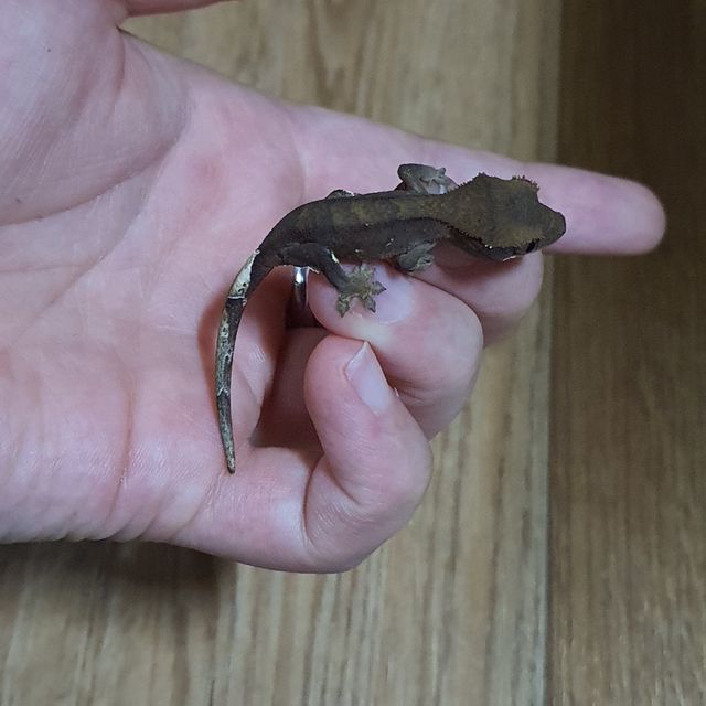 챠콜 알티