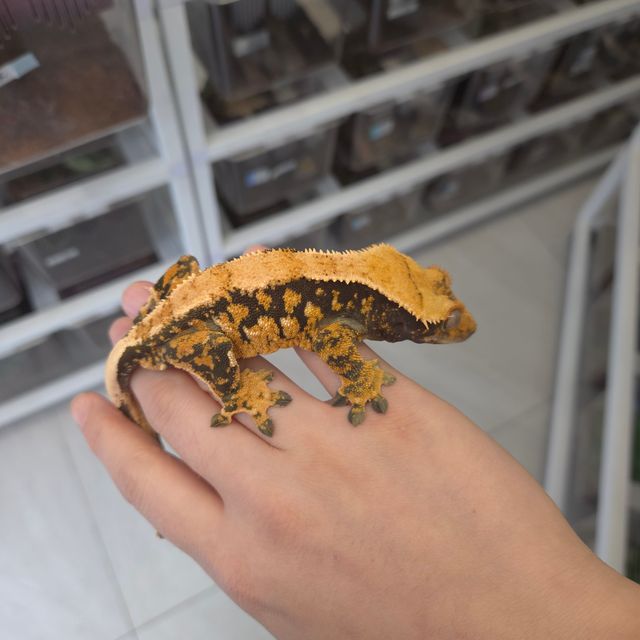 익스트림할리퀸