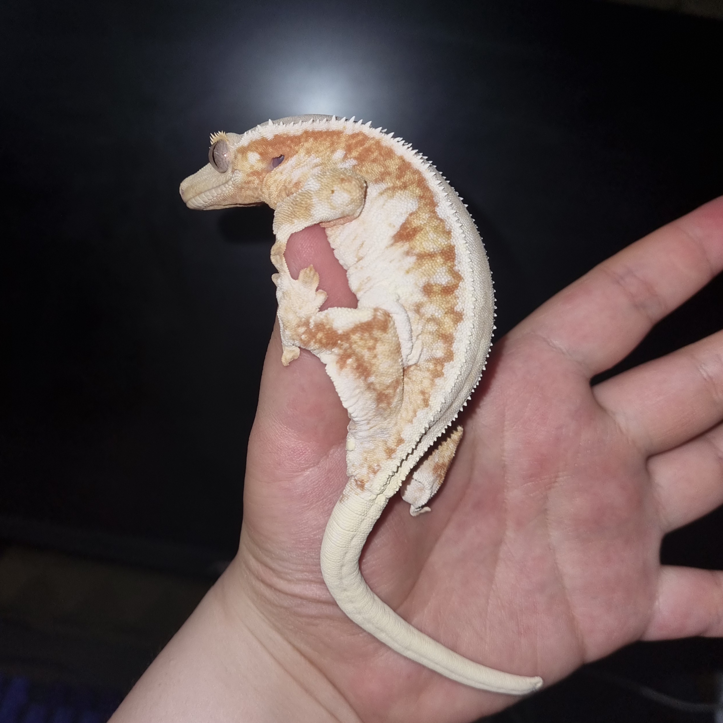 레벨크레