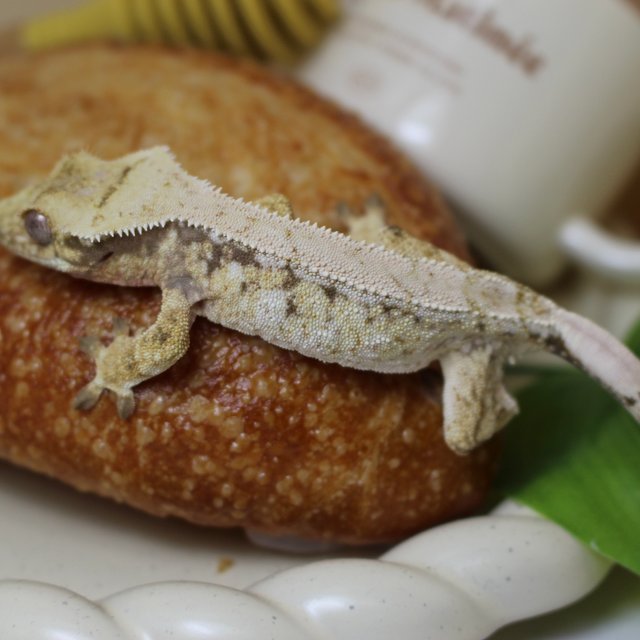 노멀 화이트포트홀 화이트 화이트스팟 드리피 트라이